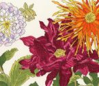 XBD11 Dahlia Blooms small