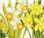 XBD10 Daffodil Blooms small