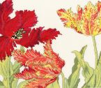 XBD9 Tulip Blooms small