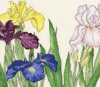 XBD14 Irises small