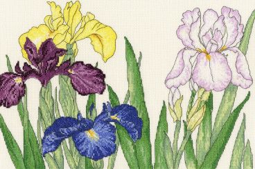 XBD14 Irises small