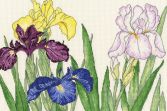 XBD14 Irises small