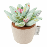 XPC6 Succulent