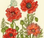 XFY1 Poppy Garden small