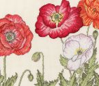 XBD15 Poppy Blooms Small