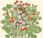XFY4 Nasturtium Garden Small