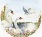 XHD162 Swan Lake Medium
