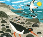 SSMJ2 Oystercatchers med
