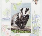 WIL9 Badger small