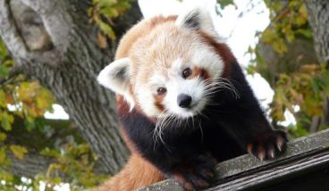 Redpanda main